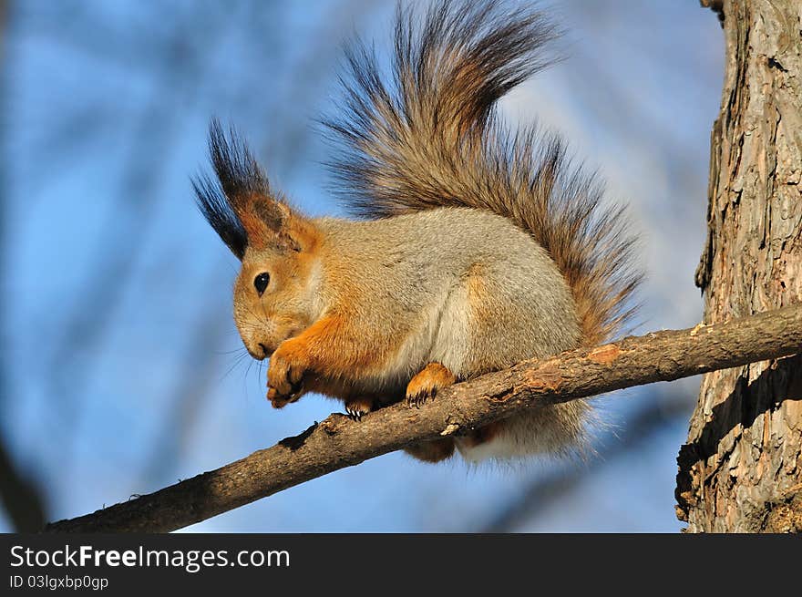 The squirrel sits on a tree. The squirrel sits on a tree.