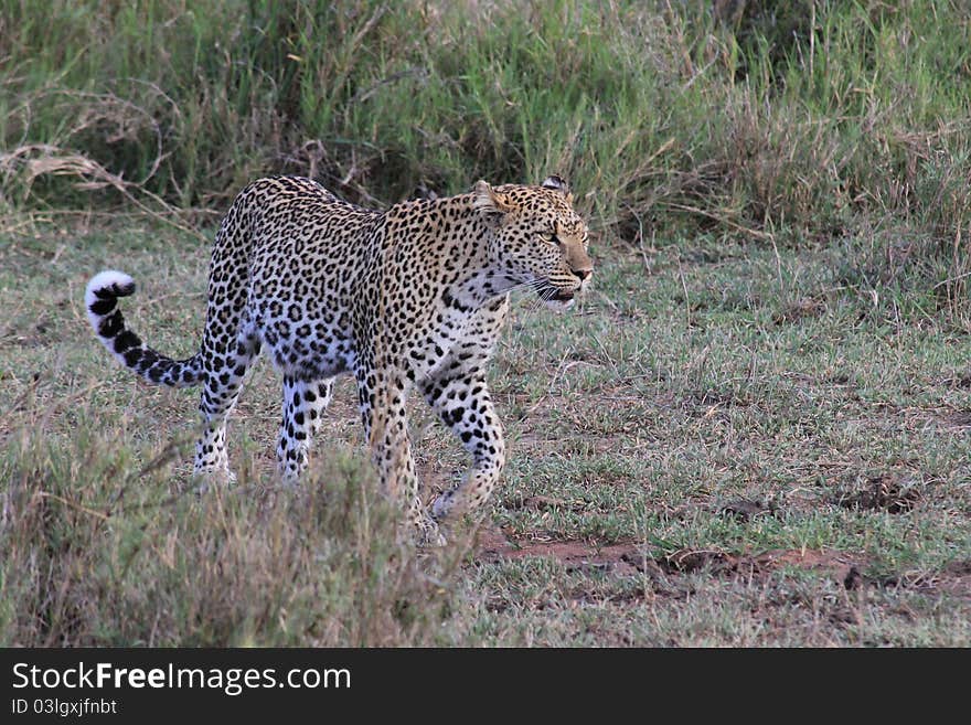 Hunting leopard in Serengeti plains