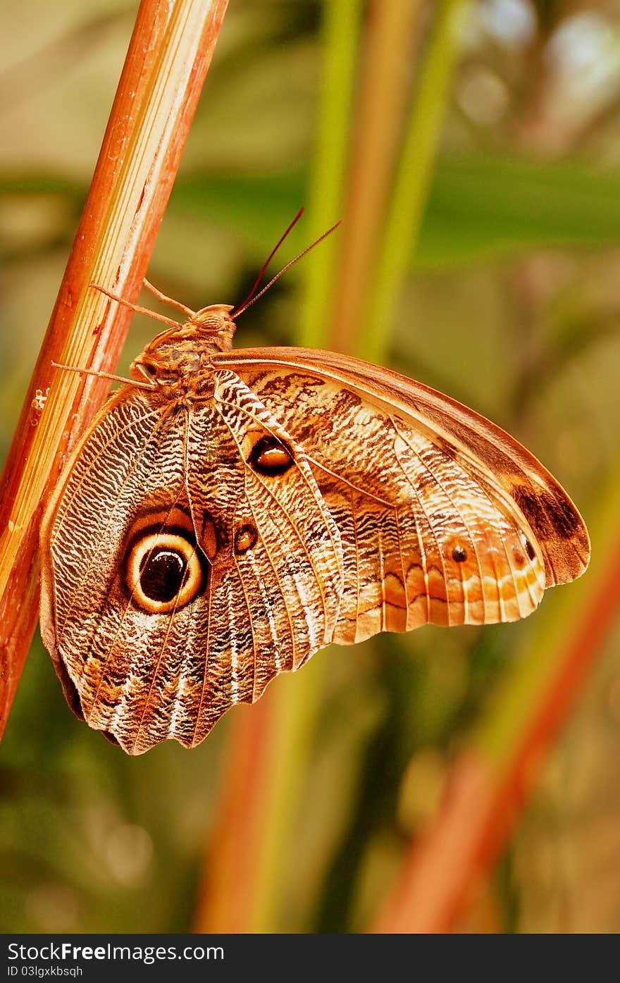 An Owl butterfly,relaxes on a reed,for much needed r&r. An Owl butterfly,relaxes on a reed,for much needed r&r.