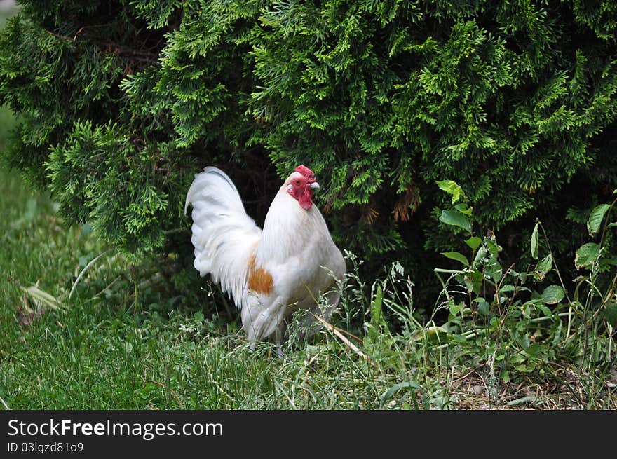 White rooster