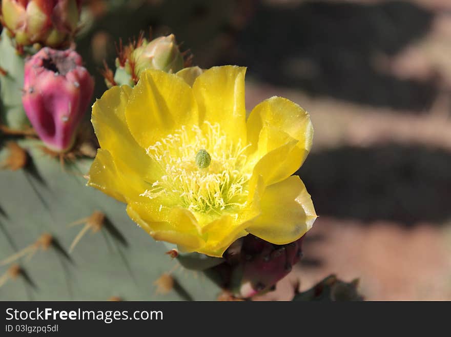 Blooming cactus in botanic garden on Lokrum island in Croatia near Dubrovnik