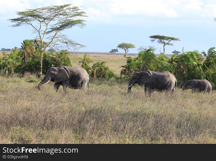 Elephant family in Serengeti plains