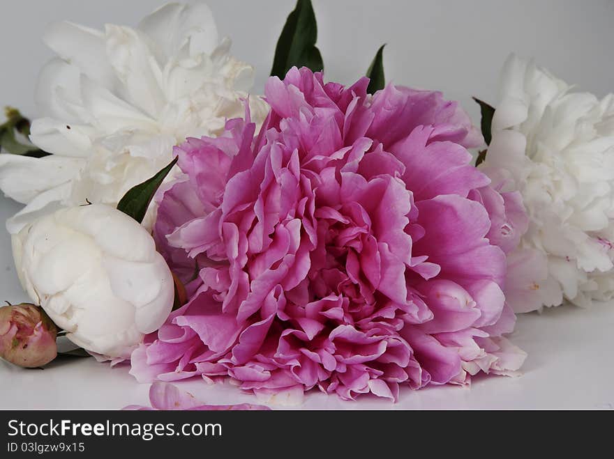 Pink and white peonies lie on a gray background