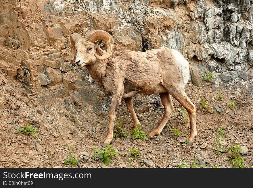 Rocky Mountain Big Horn Sheep