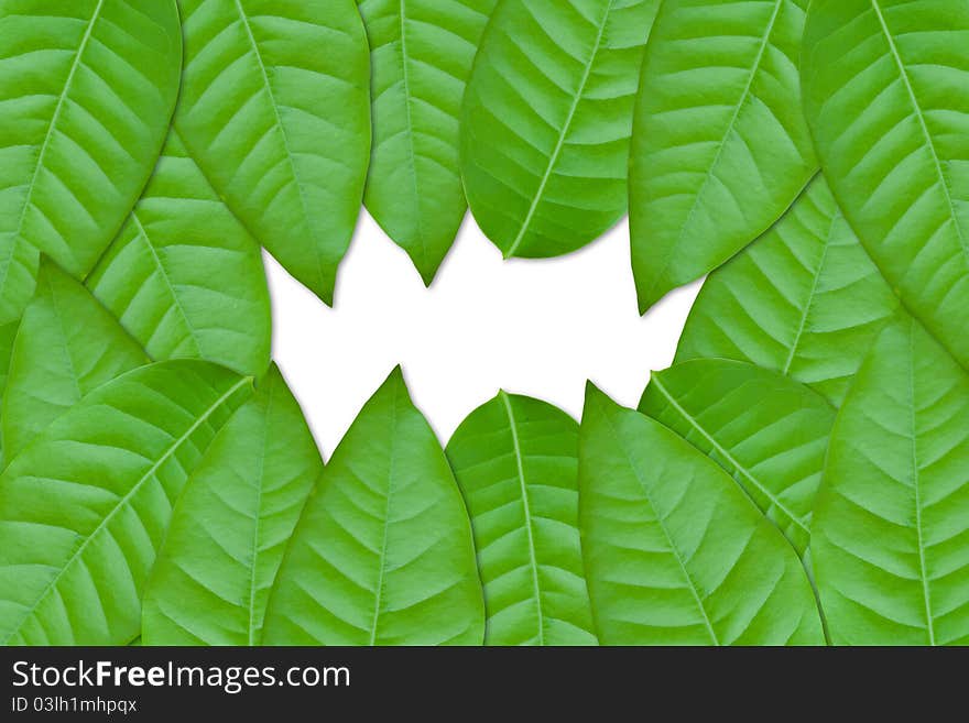 Green leaves on white background