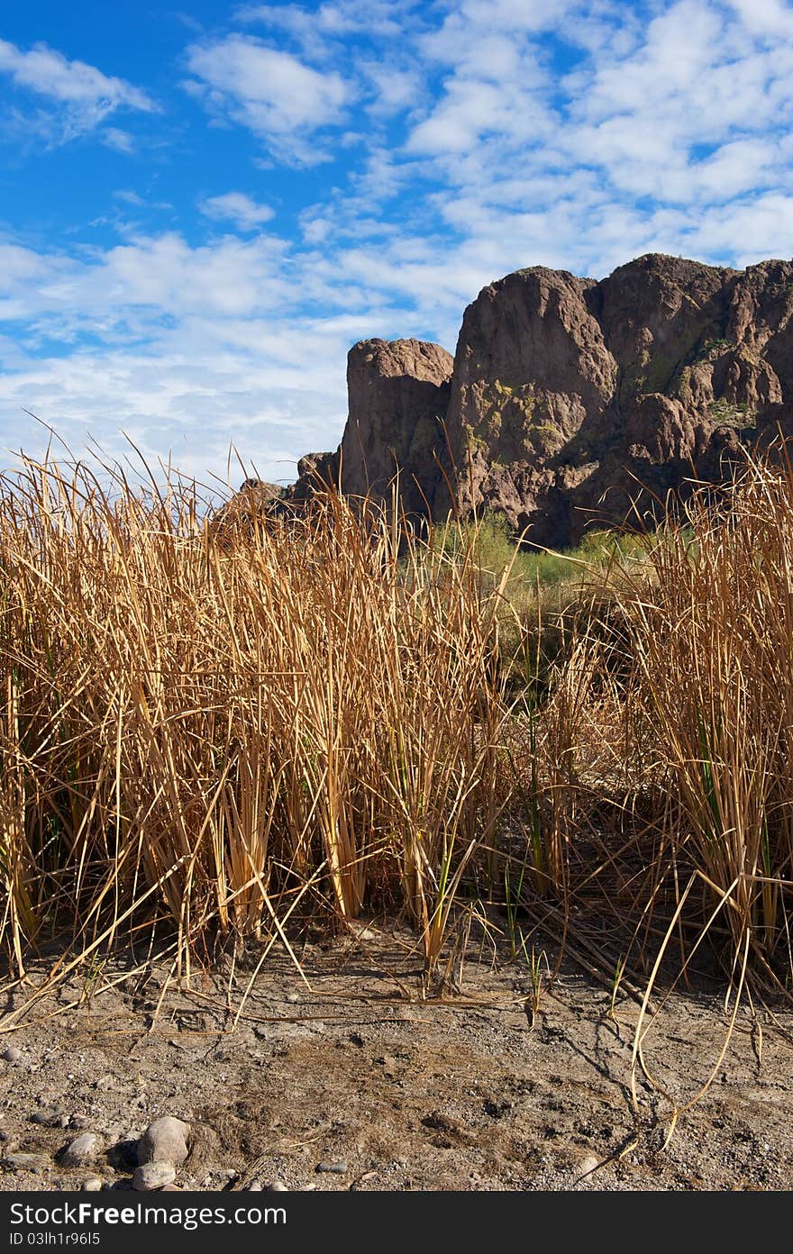 Tall Grass in front of Desert Mountain