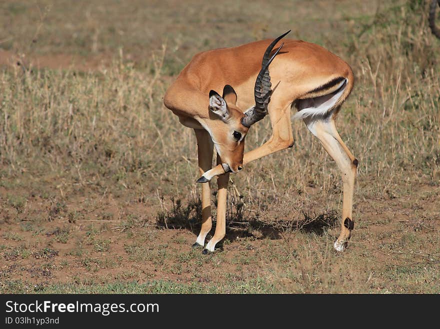 Impala licking leg in Serengeti