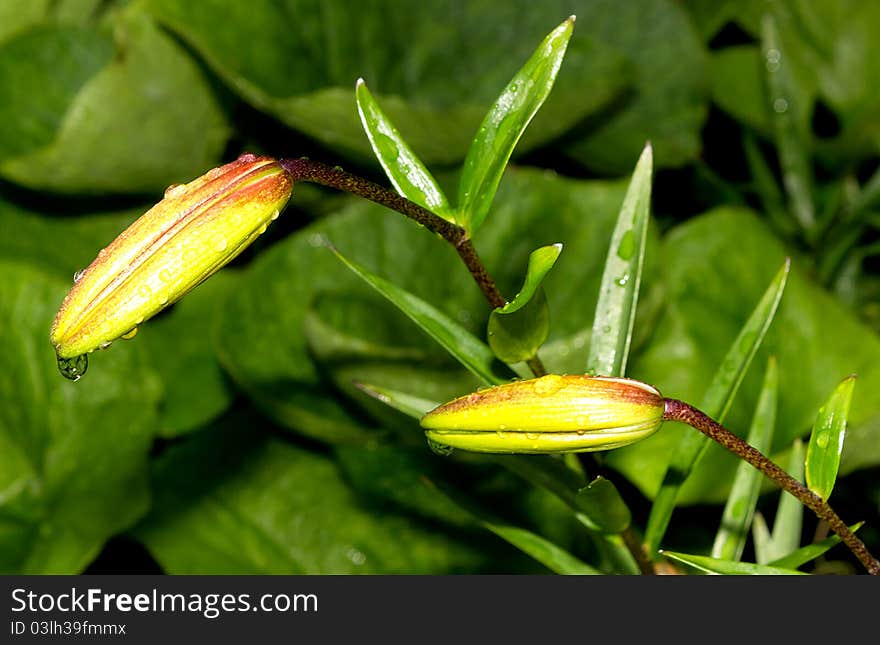 Lily buds