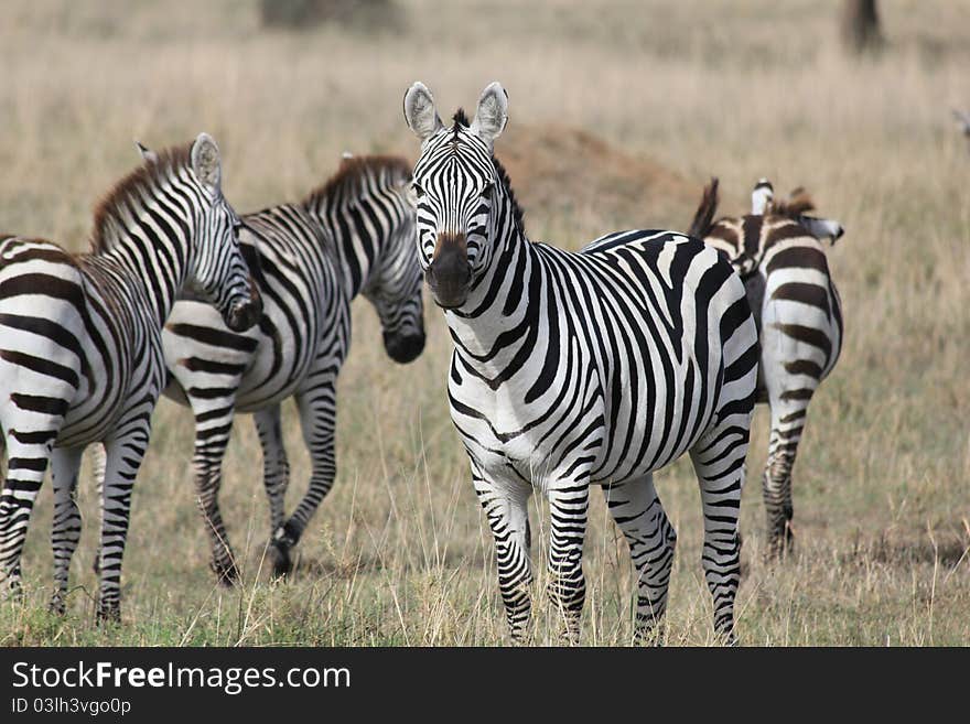 Heard of zebras