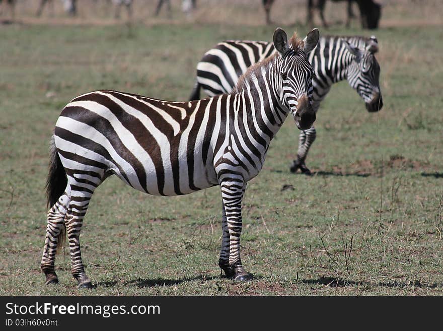 Zebra