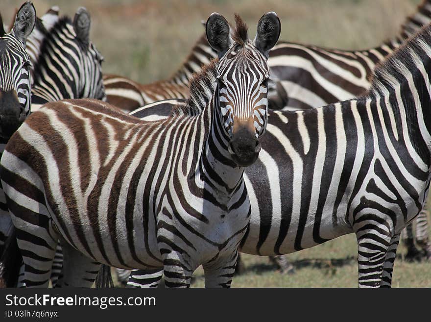 Heard of zebras