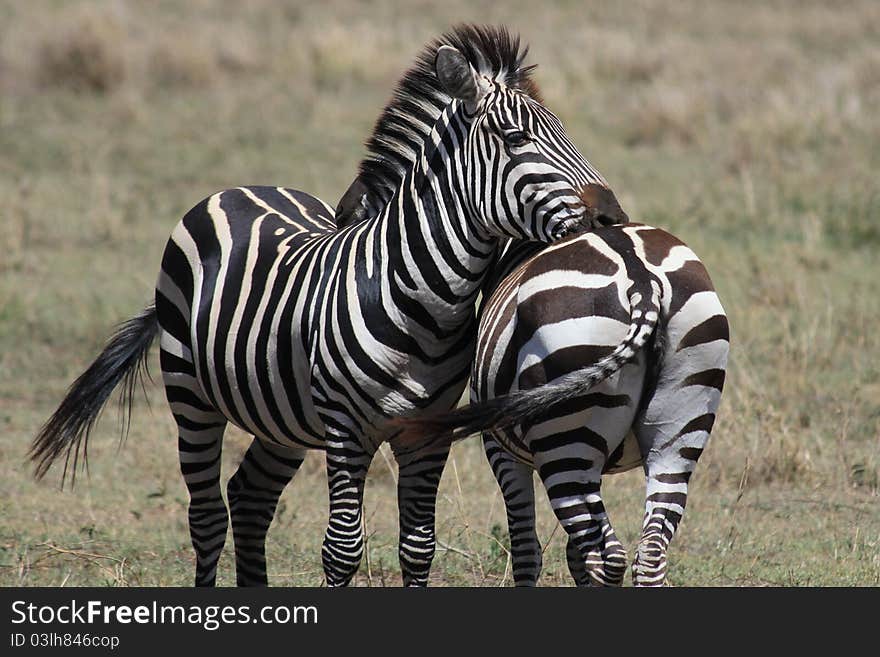 Zebras