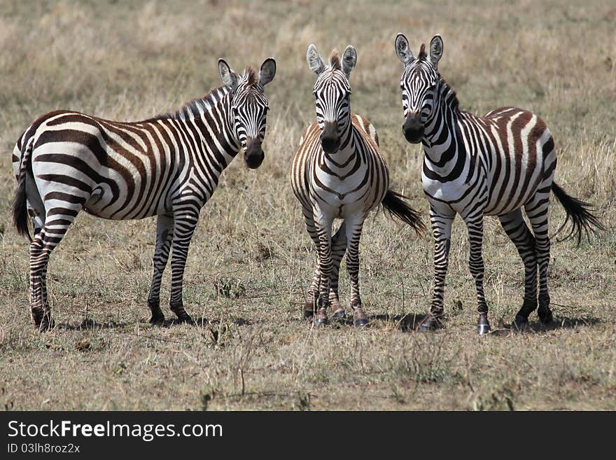 3 Zebra friends