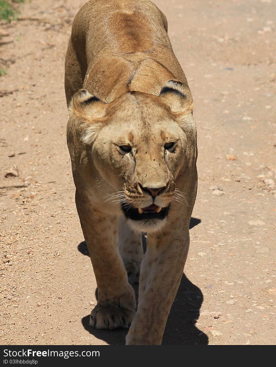 Lion lady on the way in Serengeti