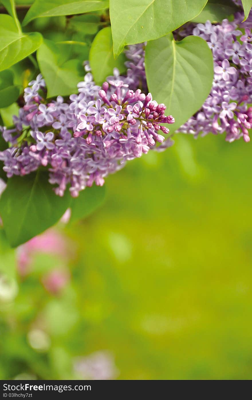 Blooming lilacs on the background of lush green