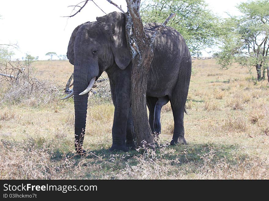 Elephant father with in Serengeti