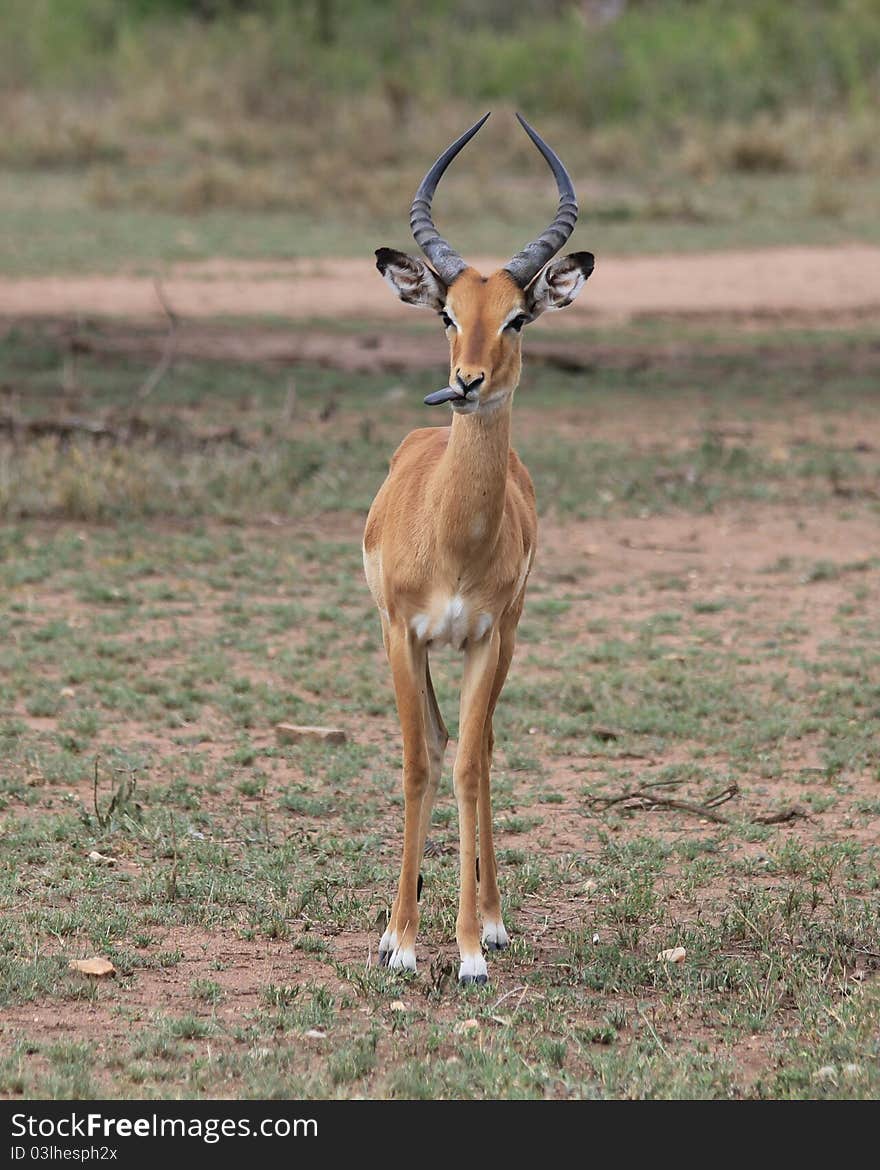 Watching Impala in Serengeti plains