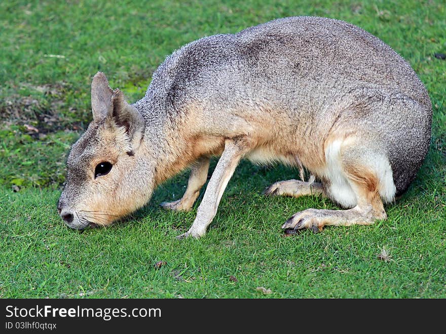 Pampas hare or mara on green grass