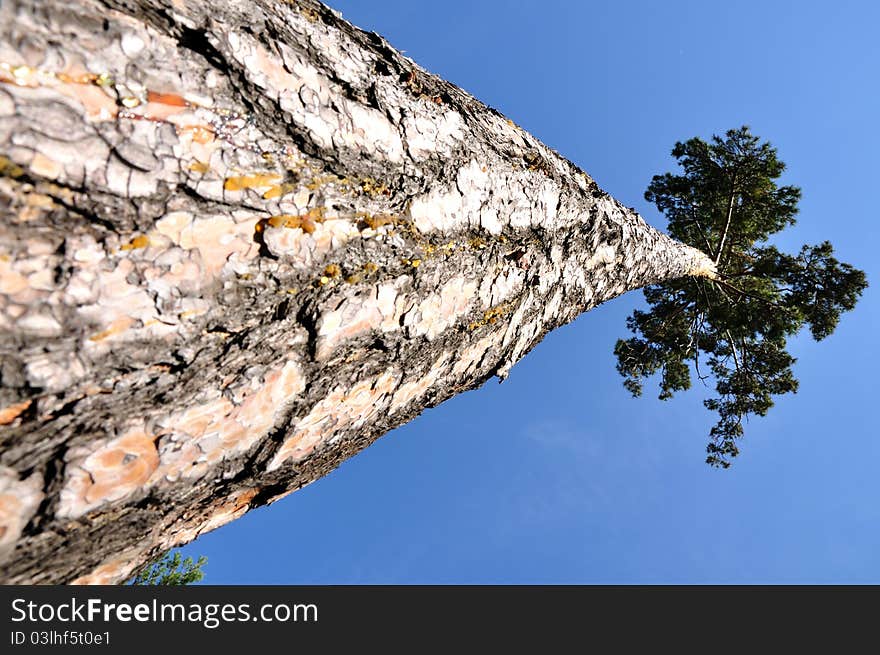 Pine aspiring upwards, in the sky. Pine aspiring upwards, in the sky