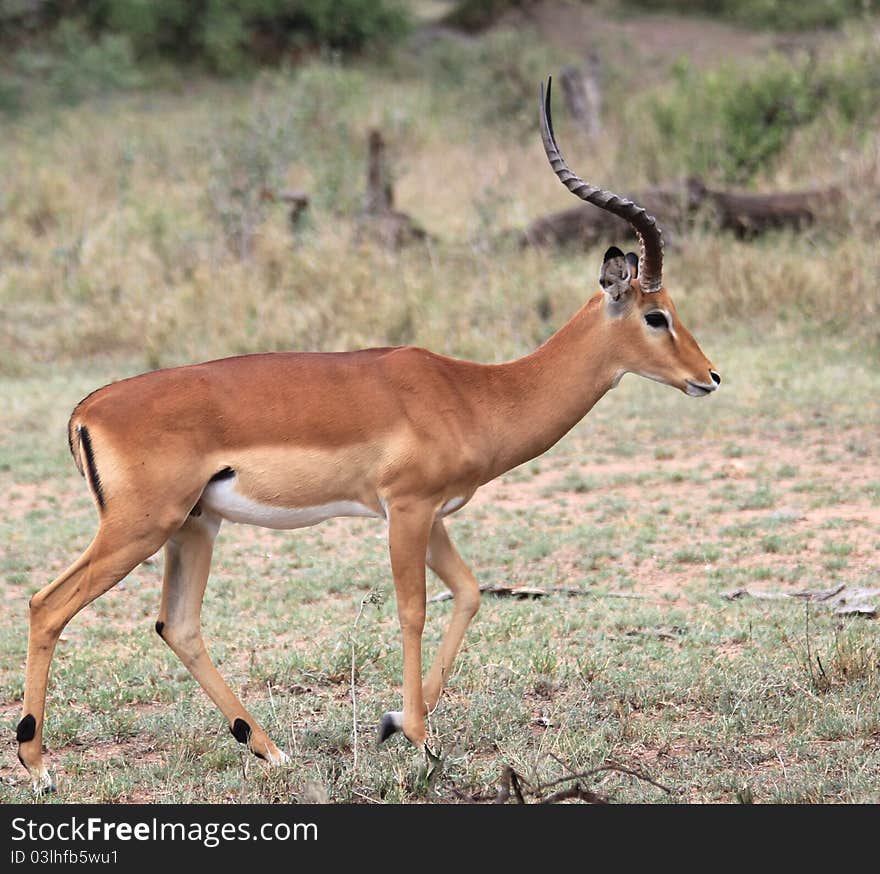 Impala walking in Serengeti grass