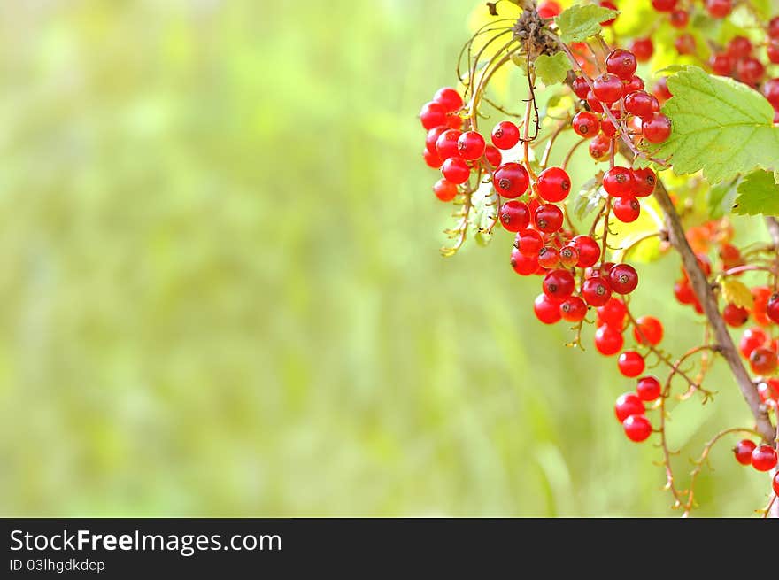 Redcurrant