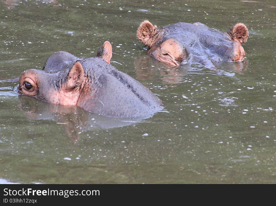 Hippopotamuses in dark lake water in Serengeti