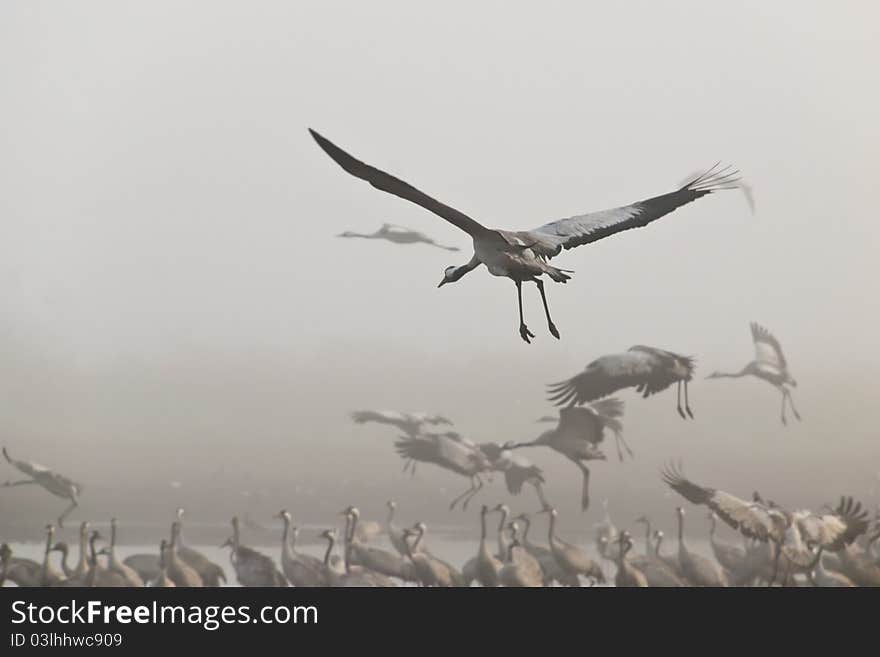 Crane at landing at agamon lake in fog