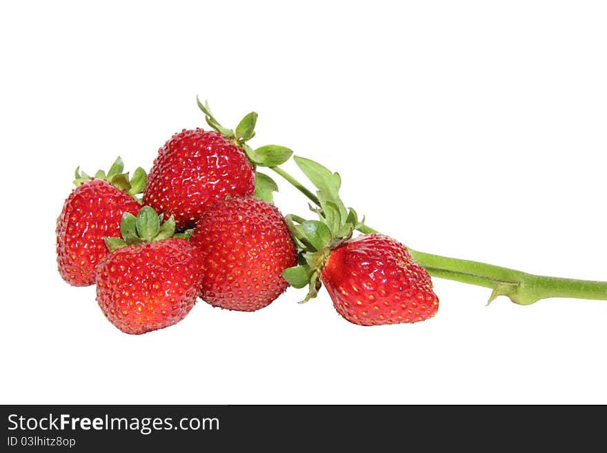 Sprig of strawberries on a white background