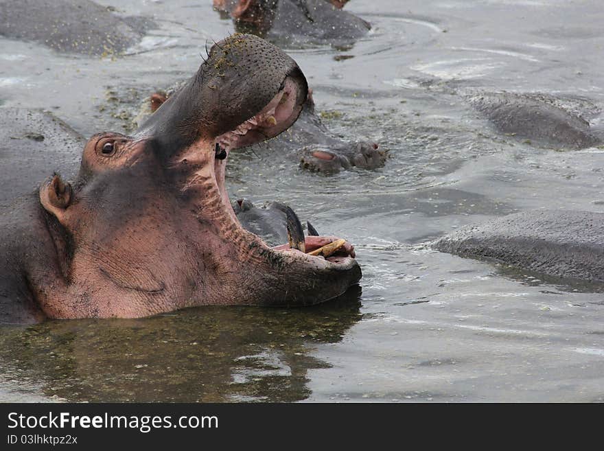 Hippopotamus with open mouth in Serengeti