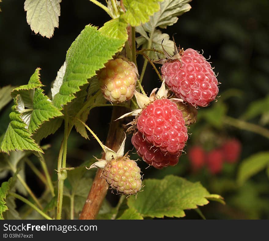 Raspberry fruits