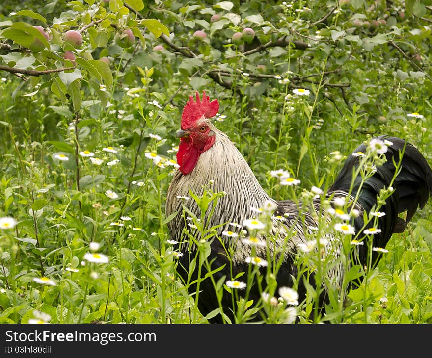 Rooster in the garden between the trees and flowers. Rooster in the garden between the trees and flowers