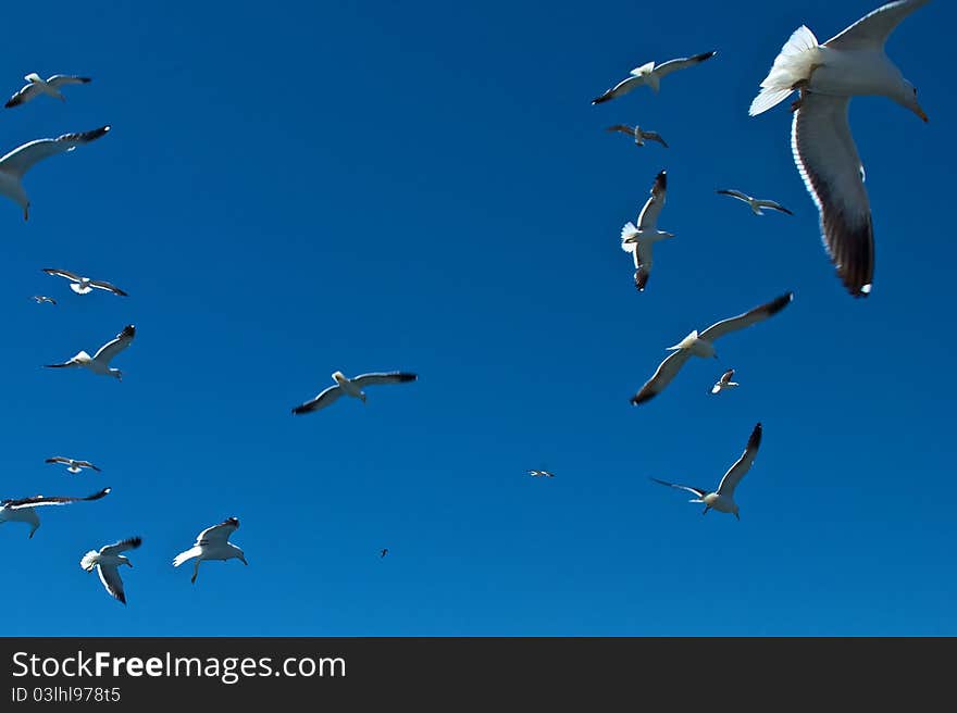 Many sea gulls flying over