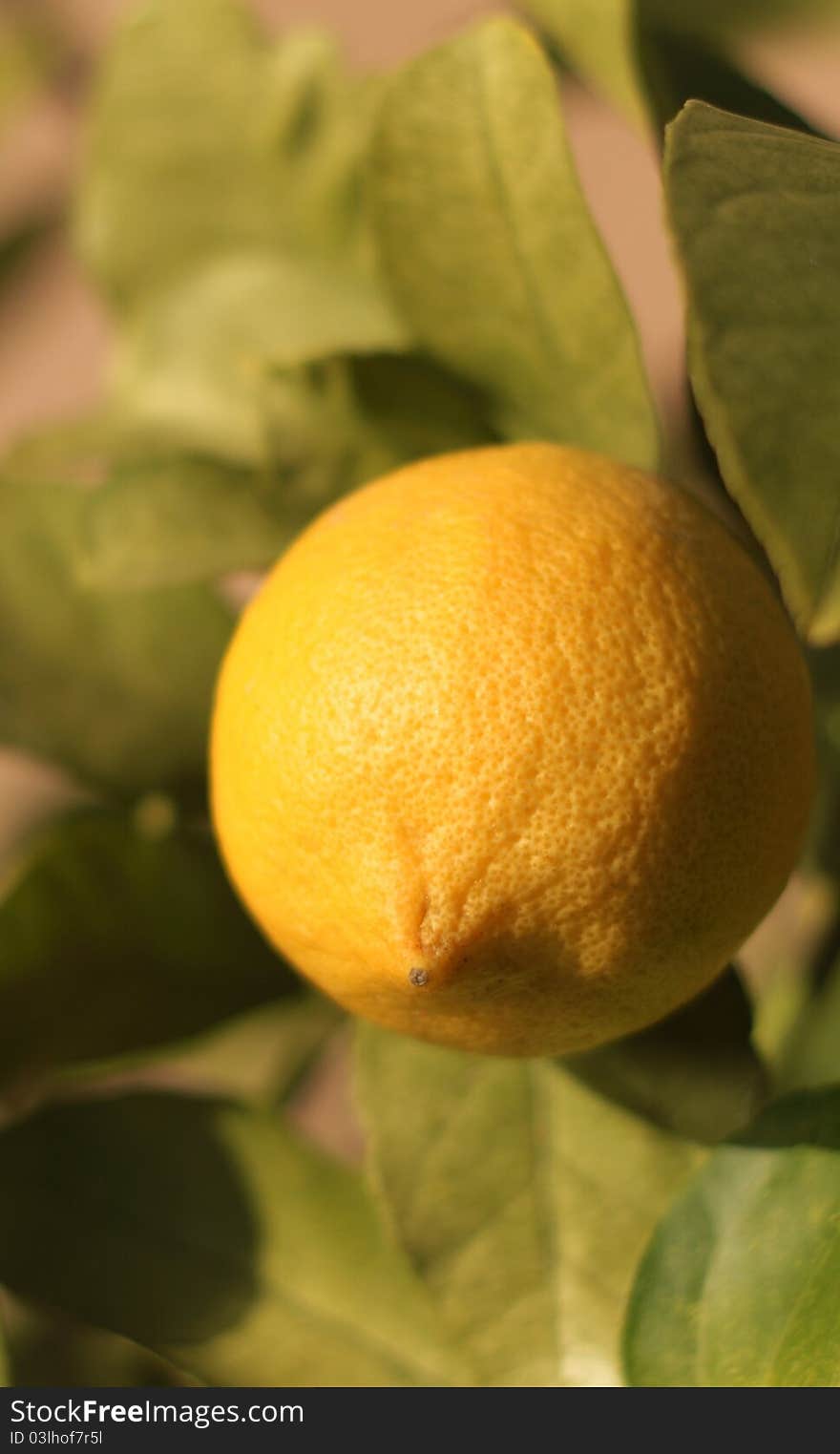 Lemon