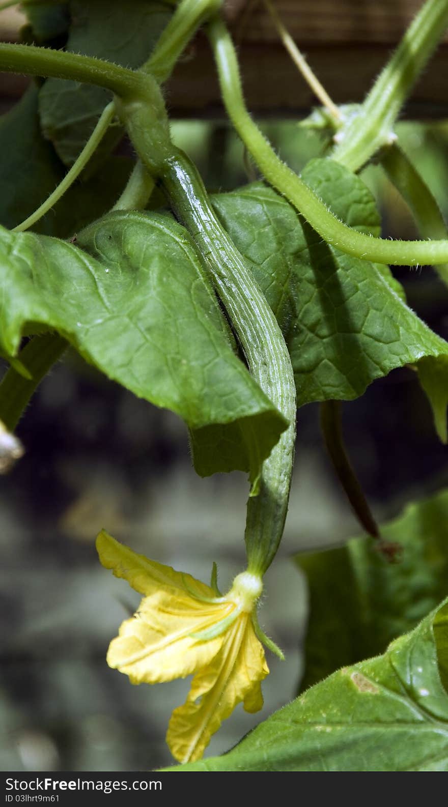 Growing Cucumber