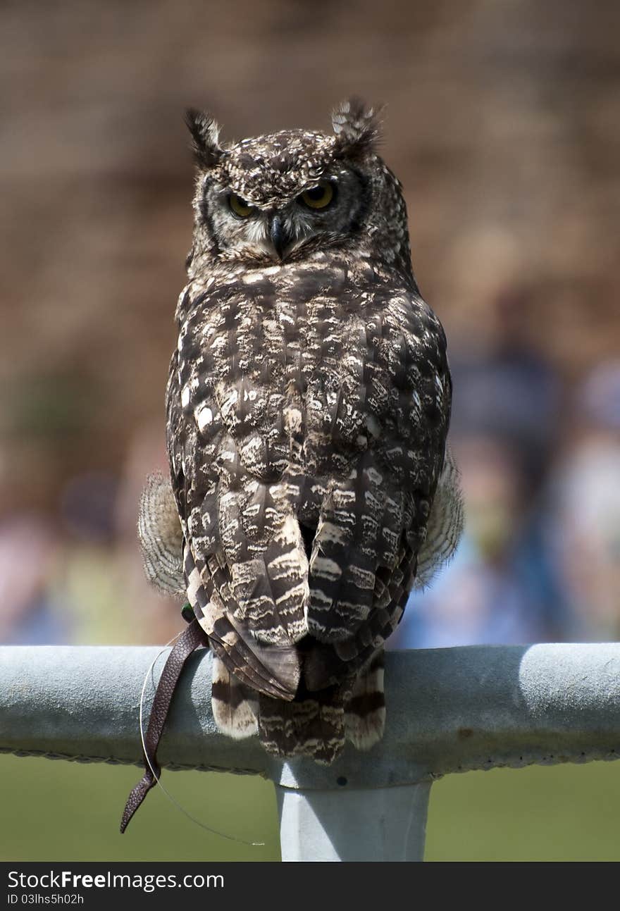 Eagle Owl On A Perch