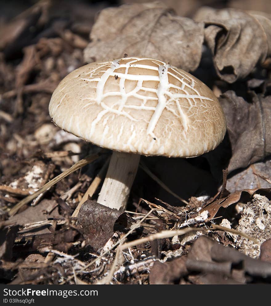 Solitary Wild Mushroom