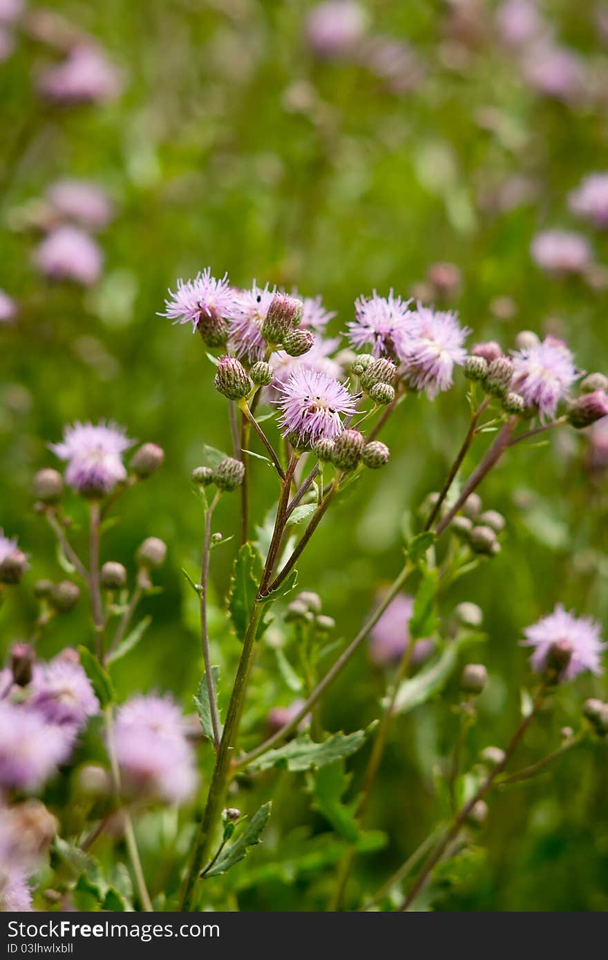 Purple woolly thistle