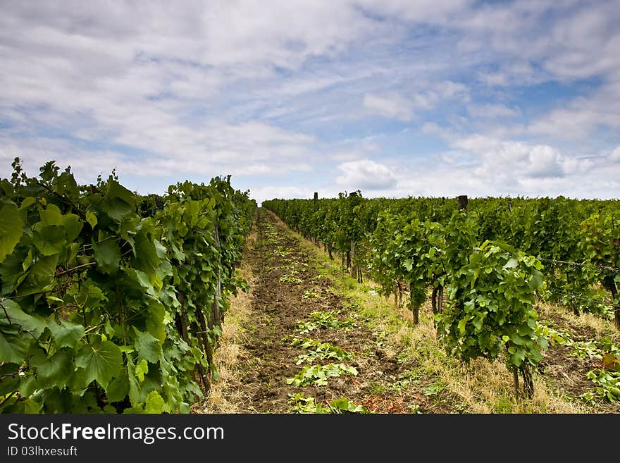 Vineyard and blue sky with clouds