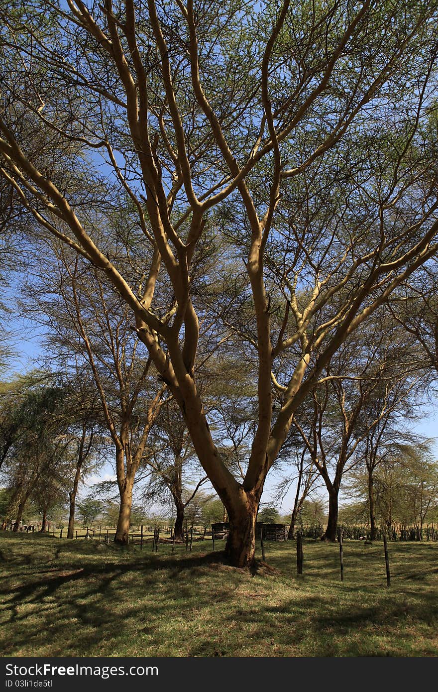 Never thought that in africa the tree can be this high, i am wrong!. Never thought that in africa the tree can be this high, i am wrong!