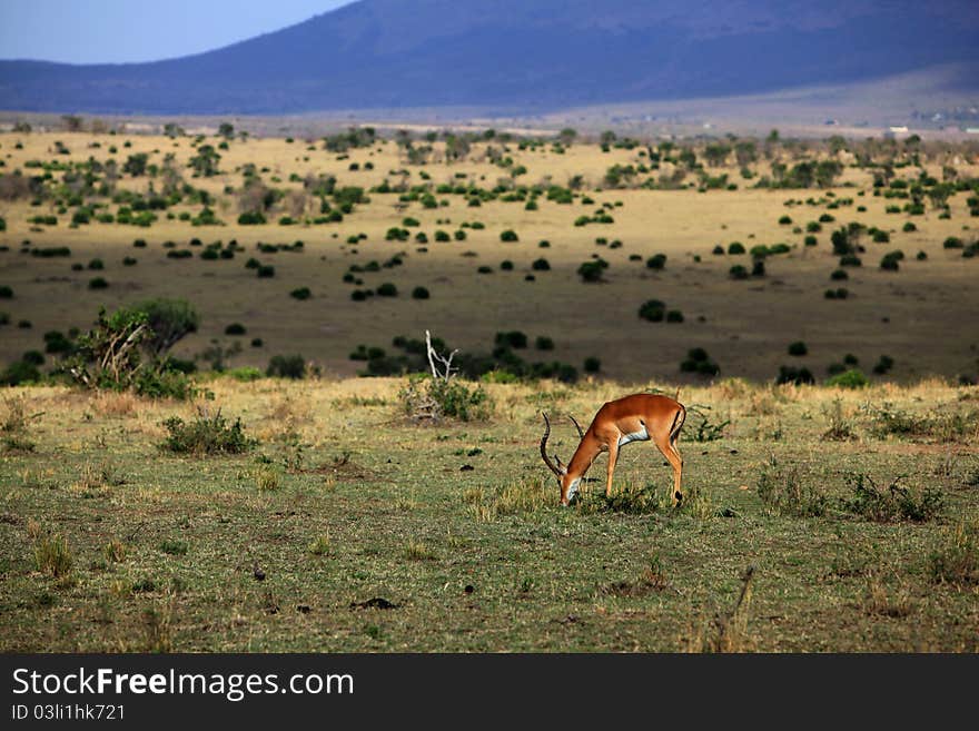 The really quite moment, we able to hear the deer eaten. The really quite moment, we able to hear the deer eaten