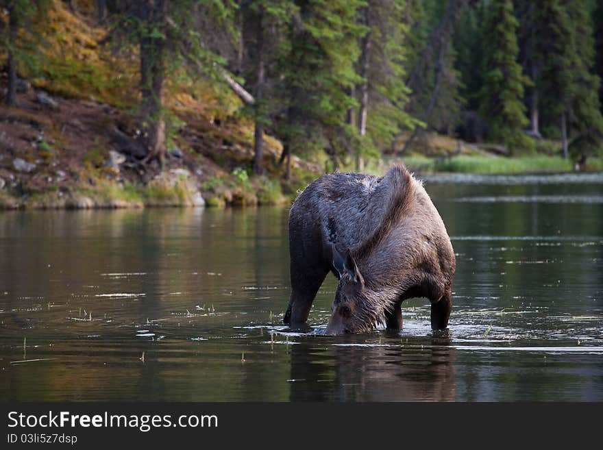 Moose Searching For Food In The Lake