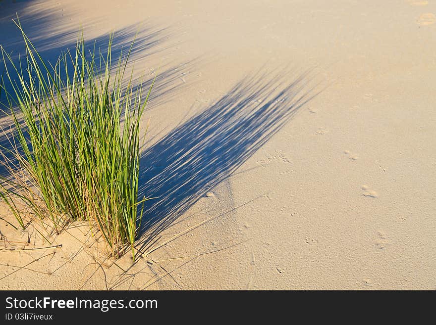 Sand dune with helmet grass