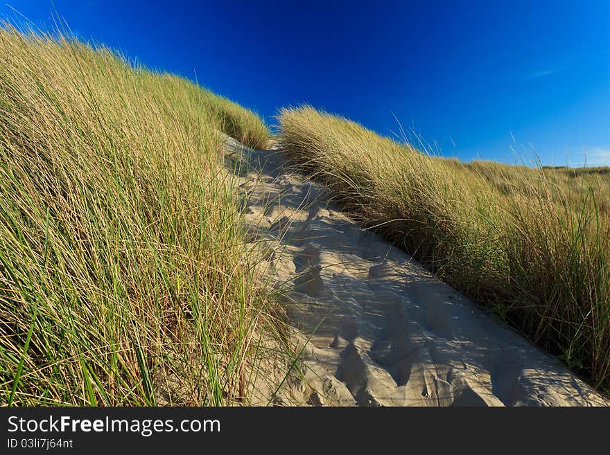 Sand dunes with helmet grass