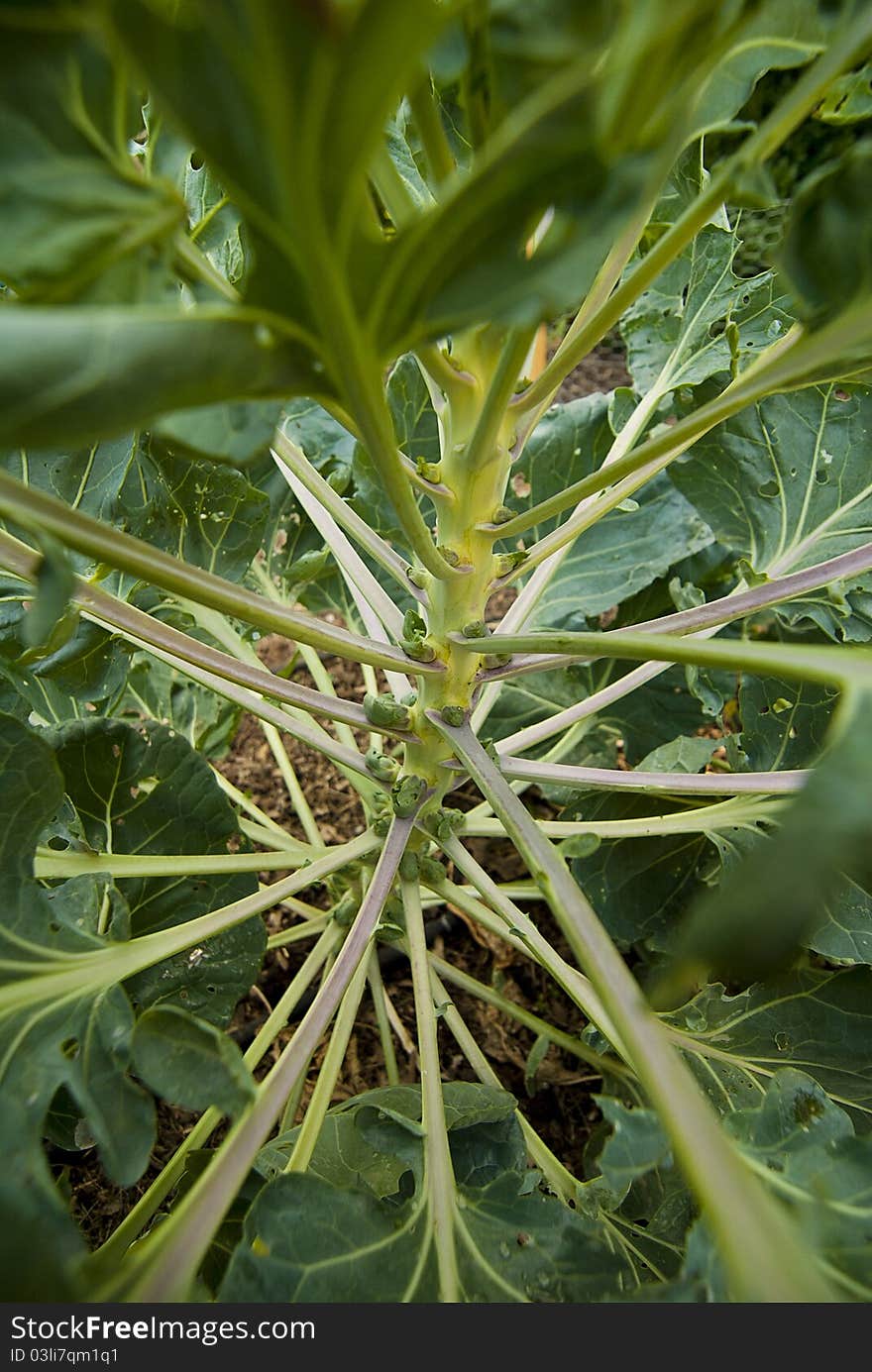 A brussels sprout plant with baby brussels sprouts starting to grow.