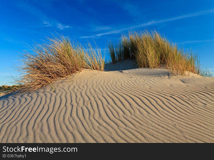 Sand dunes with helmet grass