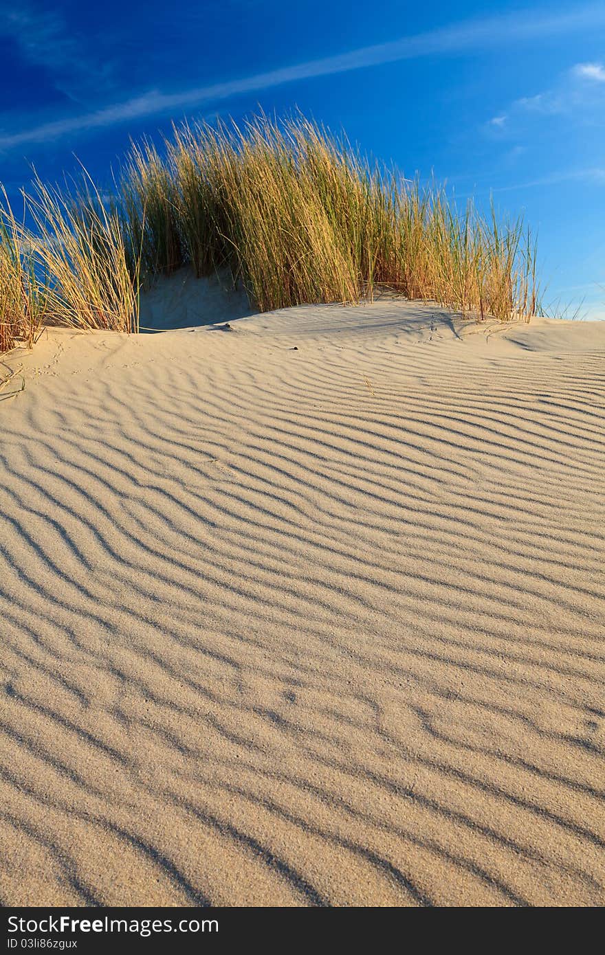 Sand dunes with helmet grass