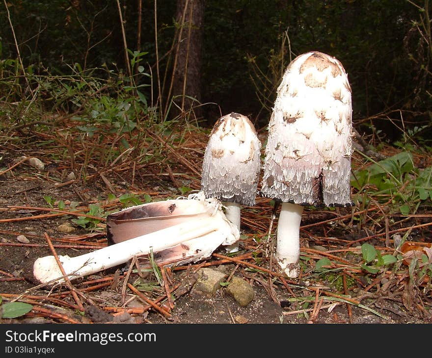 Coprinus comatus is a choice edible found in early Fall. Coprinus comatus is a choice edible found in early Fall.