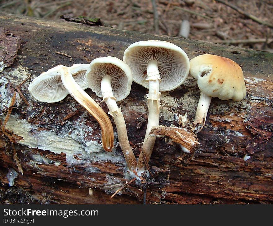 Pholiota lenta growing on dead wood in late Summer.