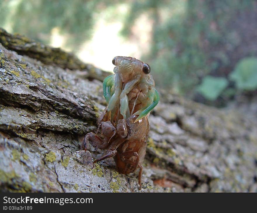 Facial details of this cicada can be seen as it leans back out of it's nymphal case. Facial details of this cicada can be seen as it leans back out of it's nymphal case.