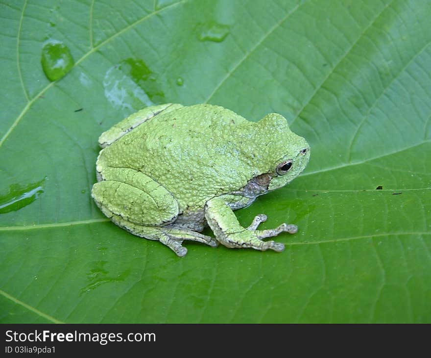 Displaying its ability to change color, this grey treefrog is seen here in its green phase. Displaying its ability to change color, this grey treefrog is seen here in its green phase.